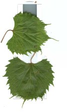 vine.jpg
