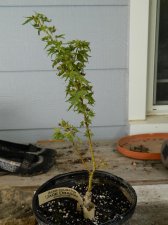 Apalm Jade Dragon - Oct1.jpg