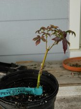 Apalm Peve Starfish - Oct1.jpg