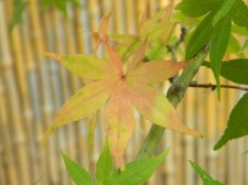 DSCN5382.jpg
