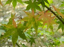 DSCN5384.jpg