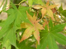 DSCN5385.jpg