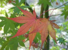 Apalm Shinju leaf1 - Oct21.jpg