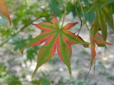 Apalm Shinju leaf2 - Oct21.jpg
