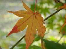 Apalm Shinju leaf3 - Oct21.jpg