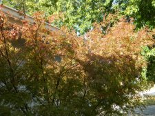 Apalm Seiryu canopy - Oct18.jpg