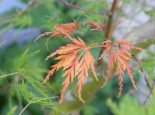 Apalm Seiryu leaves1 - Oct18.jpg