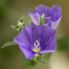 purple flower cropped and small.jpg