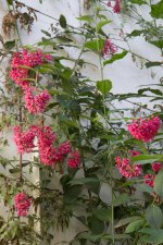 pink flowers overall.jpg