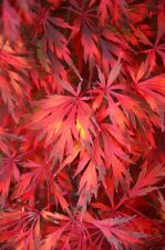 10_24 and 30 Japanese Maples005.jpg