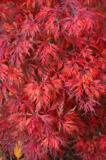 10_24 and 30 Japanese Maples002.jpg