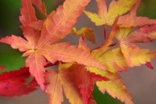 10_13 coral bark.jpg