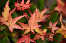 10_13 Japanese maples 008.jpg