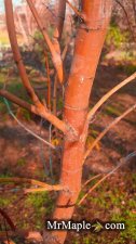 Buy Acer palmatum Wild Fire Coral Bark Japanese Maple.jpg