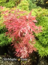 Buy Acer palmatum Lileeannes Jewel Pink Variegated Japanese Maple.jpg