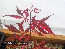 Buy Acer palmatum Lileeannes Jewel Rare Red Variegated Japanese Maple.jpg