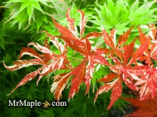 Buy Acer palmatum Lileeannes Jewel Rare Variegated Japanese Maple.jpg