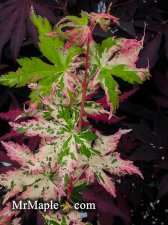 Buy Acer palmatum Uzen nishiki Japanese Maple.jpg
