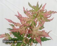 Buy Acer palmatum Uzen nishiki Variegated Japanese Maple.jpg