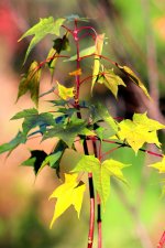 IMG_0039.jpg