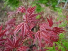 4_21_14 Shin chishio 2 small.jpg