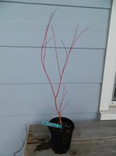 Apalm Wild Fire - Jan28.jpg