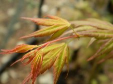 Momoiro koyasan leaves - Apr22.jpg