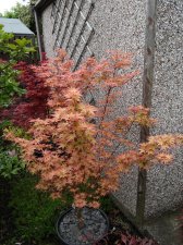 Acer Trees 044.jpg