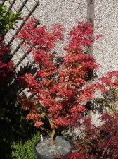 Acer Trees 019.jpg
