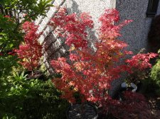 Acer Trees 011.jpg