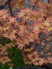 Acer Trees 009.jpg