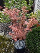 Acer Trees 019.jpg
