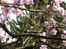 20150316_1836VenablesVictoriaSt_AraucariaAraucana_Cutler_P1160871.JPG