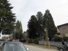 20150316_1534E4thWoodland_AraucariaAraucana_Cutler_P1160892.JPG
