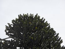 20150316_1534E4thWoodland_AraucariaAraucana_Cutler_P1160893.JPG
