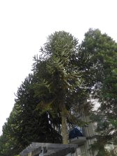 20150316_1534E4thWoodland_AraucariaAraucana_Cutler_P1160895.jpg