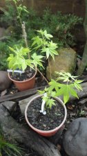 kinshi-first-leaves.jpg