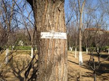 unknownChineseMaple.jpg