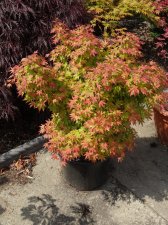 Acer Trees 005.jpg