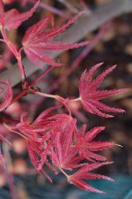 5_11 Garden 015 Corallinum.jpg