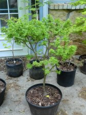 Apalm Lima Gold - May4.jpg