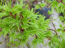 Apalm Lima Gold leaves - May1.jpg