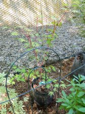 Apalm Wild Fire - May1.jpg