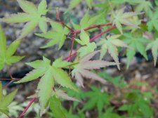 Apalm Wild Fire leaves - May1.jpg
