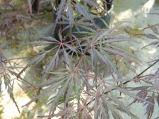 Apalm English Lace leaves - May1.jpg
