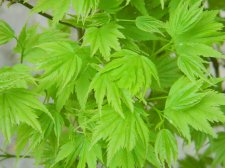 Apalm Mimaye leaves - May1.jpg