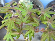 Apalm Peve Starfish leaves - May1.jpg