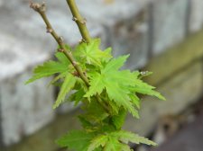 Apalm Jade Dragon leaves - May1.jpg