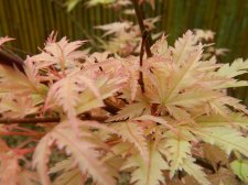 Apalm Murakumo leaves1 - Apr26.jpg