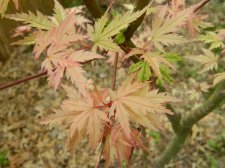 Apalm Murakumo leaves3 - Apr26.jpg